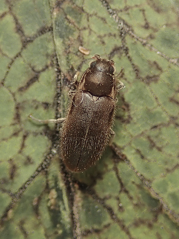 da identificare: Dryopidae:  Dryops sp.